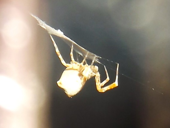 photo of spider making egg sack