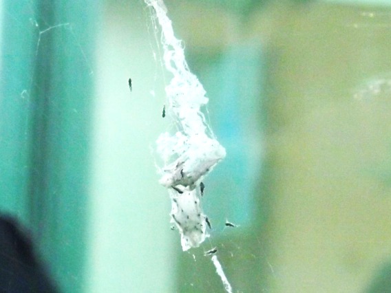 photo of spiderlings hatching