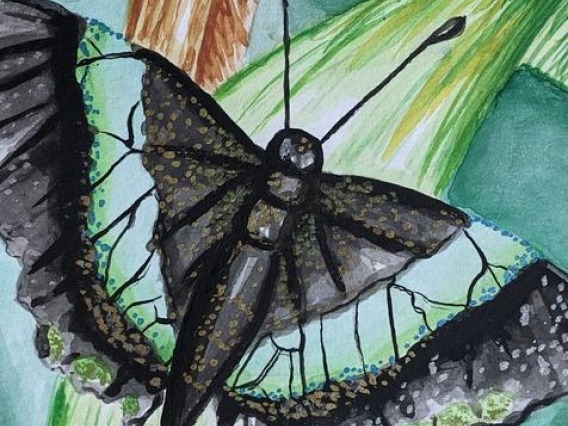 banded peacock - water color - butterfly