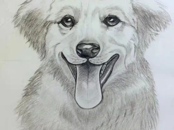sketch of dog possibly a golden retriever. Tongue sticking out.