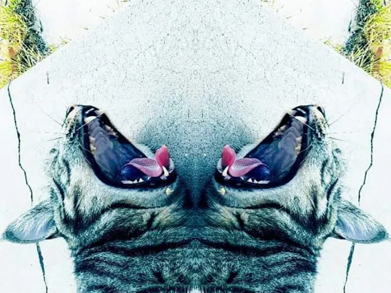 photo of cat