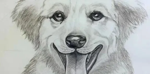 sketch of a dog possibly golden retriever