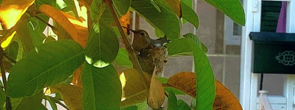 photo of a hummingbird in a bush